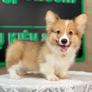 Corgi Lông Dài - Màu Vàng (MS 11)