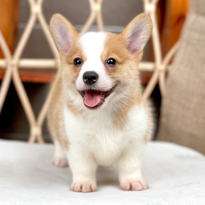 Corgi Lông Ngắn - Màu Vàng (MS 06)