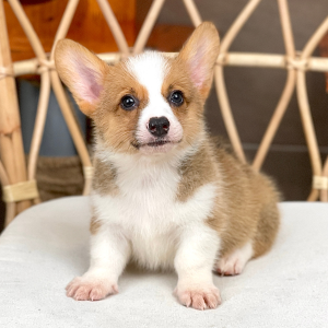 Corgi Lông Ngắn - Màu Vàng (MS 07)