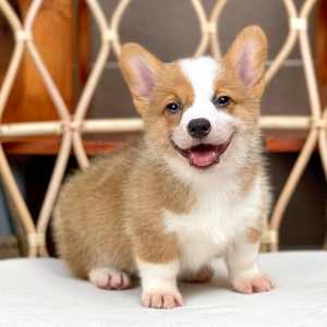 Corgi Lông Ngắn - Màu Vàng (MS 08)