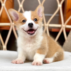 Corgi Lông Ngắn - Màu Vàng (MS 09)