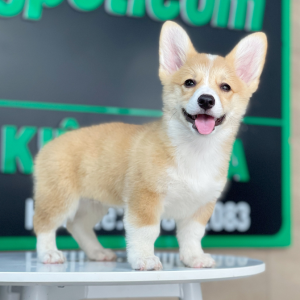 Corgi Lông Ngắn - Màu Vàng (MS 05)