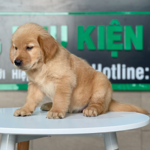 Golden Retriever - Màu Đỏ Bò (MS 01)