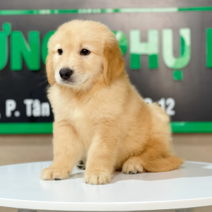 Golden Retriever - Màu Vàng Đậm (MS 12)