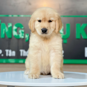 Golden Retriever - Màu Vàng Đậm (MS 13)