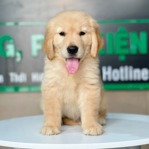 Golden Retriever - Màu Vàng Đậm (MS 14)