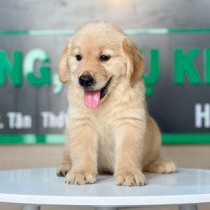 Golden Retriever - Màu Vàng Đậm (MS 16)
