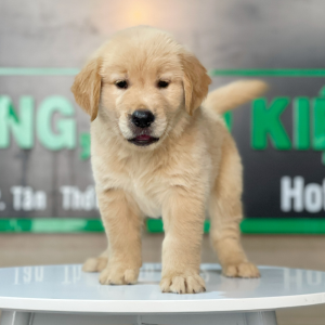 Golden Retriever - Màu Vàng Đậm (MS 17)
