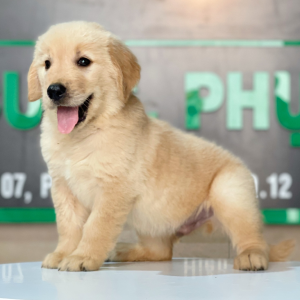 Golden Retriever - Màu Vàng Đậm (MS 18)