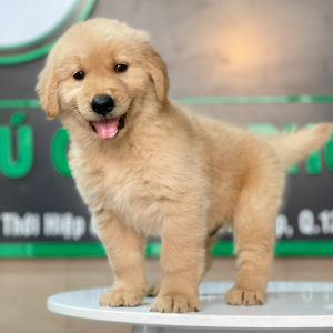 Golden Retriever - Màu Vàng Đậm (MS 19)