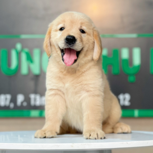 Golden Retriever - Màu Vàng Đậm (MS 20)