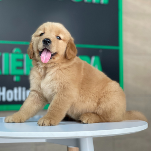 Golden Retriever - Màu Đỏ Bò (MS 02)