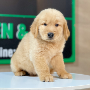 Golden Retriever - Màu Đỏ Bò (MS 05)