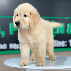 Golden Retriever - Màu Vàng Đậm (MS 21)