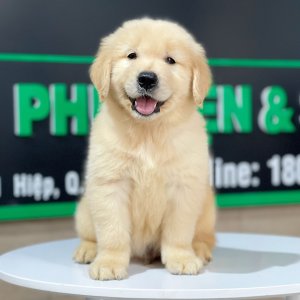 Golden Retriever - Màu Vàng Đậm (MS 22)