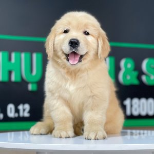 Golden Retriever - Màu Vàng Đậm (MS 23)