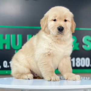 Golden Retriever - Màu Vàng Đậm (MS 24)