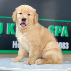 Golden Retriever - Màu Vàng Đậm (MS 25)