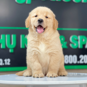 Golden Retriever - Màu Vàng Đậm (MS 26)