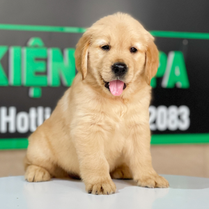 Golden Retriever - Màu Vàng Đậm (MS 27)