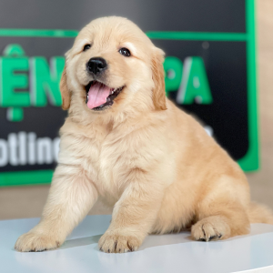 Golden Retriever - Màu Vàng Đậm (MS 28)