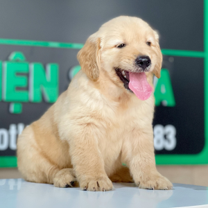 Golden Retriever - Màu Vàng Đậm (MS 29)