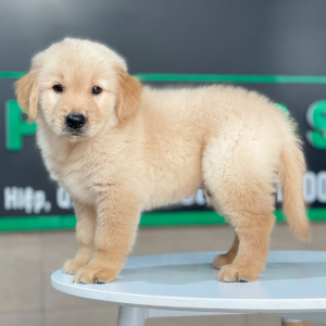 Golden Retriever - Màu Vàng Đậm (MS 30)