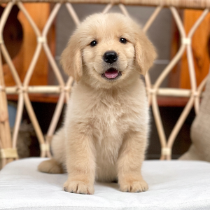 Golden Retriever - Màu Vàng Đậm (MS 31)