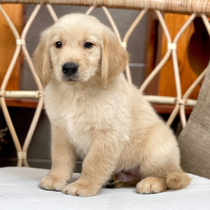 Golden Retriever - Màu Vàng Đậm (MS 32)