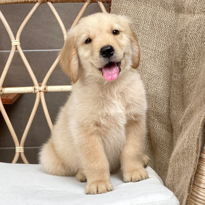 Golden Retriever - Màu Vàng Đậm (MS 33)