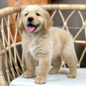 Golden Retriever - Màu Vàng Đậm (MS 34)