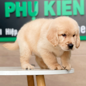 Golden Retriever - Màu Vàng Kem (MS 02)