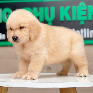 Golden Retriever - Màu Vàng Kem (MS 03)