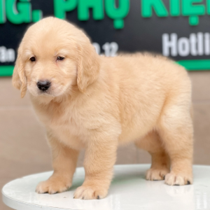 Golden Retriever - Màu Vàng Kem (MS 04)
