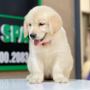 Golden Retriever - Màu Vàng Kem (MS 06)