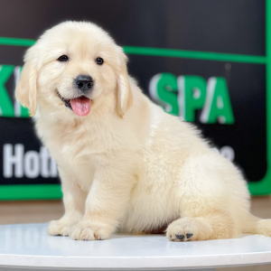 Golden Retriever - Màu Vàng Kem (MS 07)
