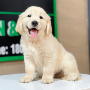 Golden Retriever - Màu Vàng Kem (MS 08)