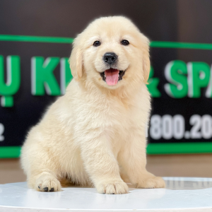 Golden Retriever - Màu Vàng Kem (MS 09)
