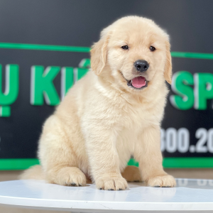 Golden Retriever - Màu Vàng Kem (MS 12)