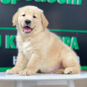 Golden Retriever - Màu Vàng Kem (MS 13)