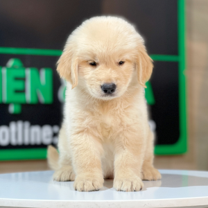 Golden Retriever - Màu Vàng Kem (MS 16)