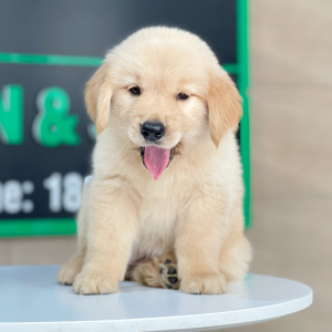 Golden Retriever - Màu Vàng Kem (MS 17)