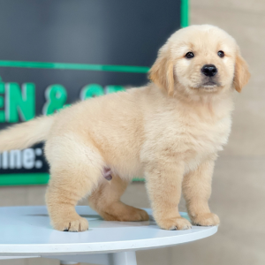 Golden Retriever - Màu Vàng Kem (MS 18)