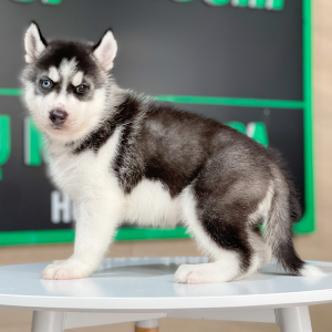 Husky Siberian - Màu Đen Trắng (MS 08)