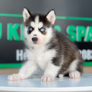 Husky Siberian - Màu Đen Trắng (MS 09)