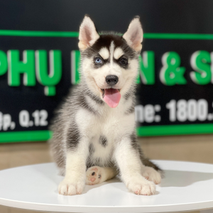 Husky Siberian - Màu Đen Trắng (MS 10)