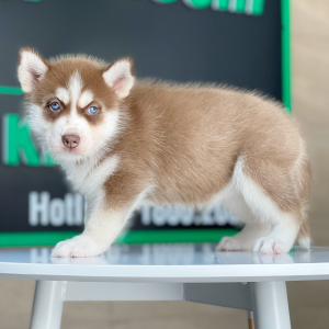 Husky Siberian - Màu Nâu Đỏ (MS 01)