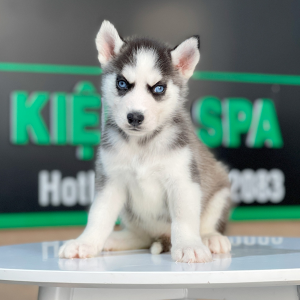 Husky Siberian - Màu Đen Trắng (MS 11)