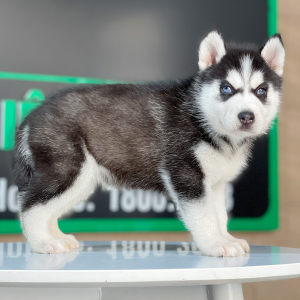 Husky Siberian - Màu Đen Trắng (MS 12)