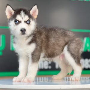 Husky Siberian - Màu Đen Trắng (MS 13)